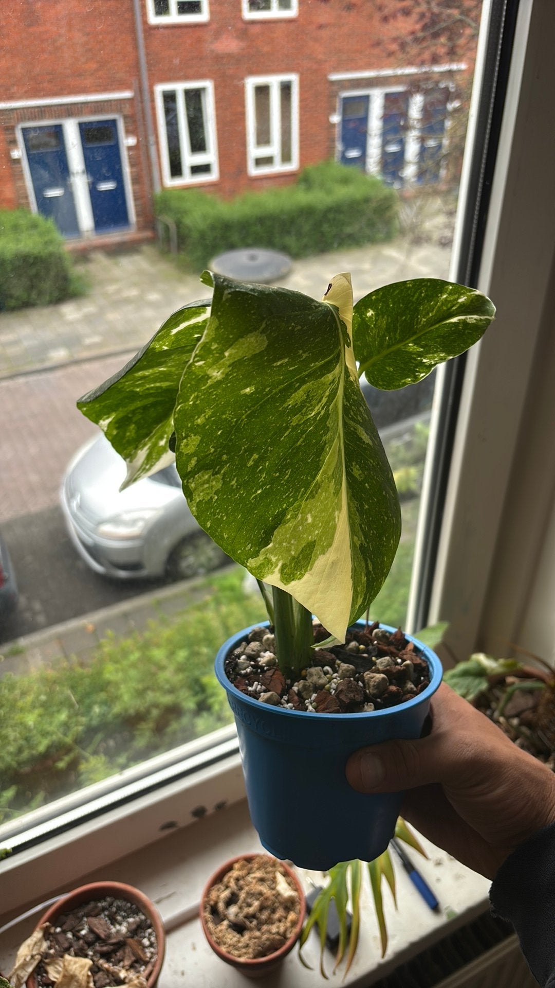 Monstera Thai Constellation #3, Ophalen, Volle zon