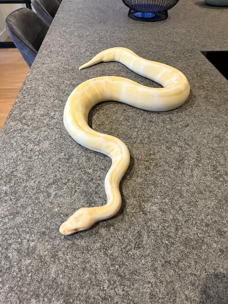 Albino koningspython, Dieren en Toebehoren, Reptielen en Amfibieën, Slang, Met terrarium, 7 tot 10 jaar