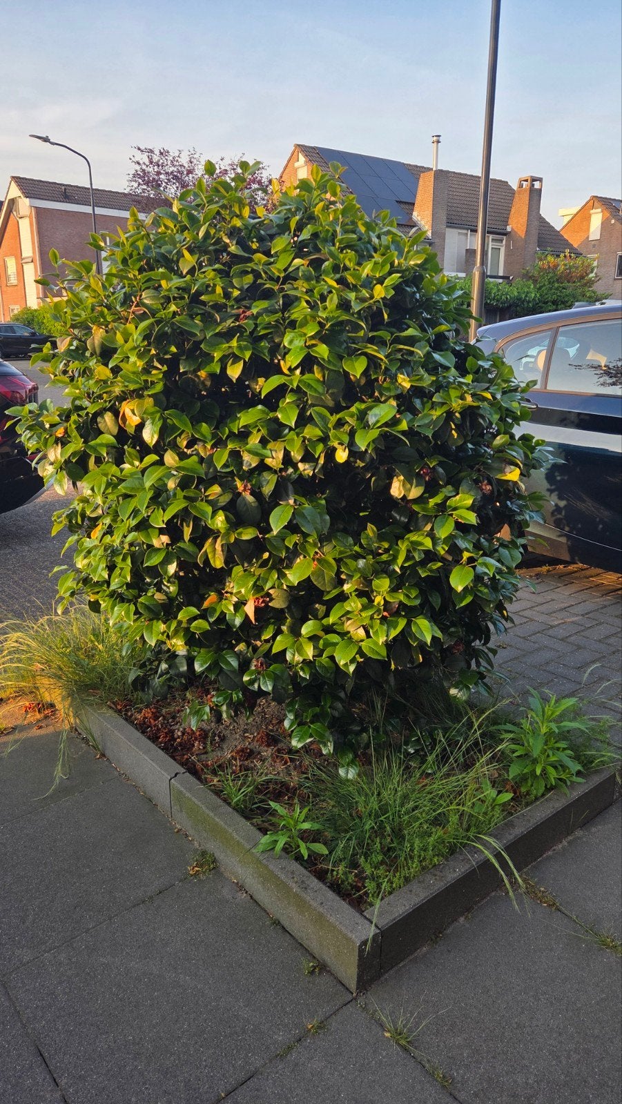 Camellia 160 hoog - rode bloemen, Tuin en Terras, Planten | Struiken en Hagen, Ophalen, Overige soorten, 100 tot 250 cm