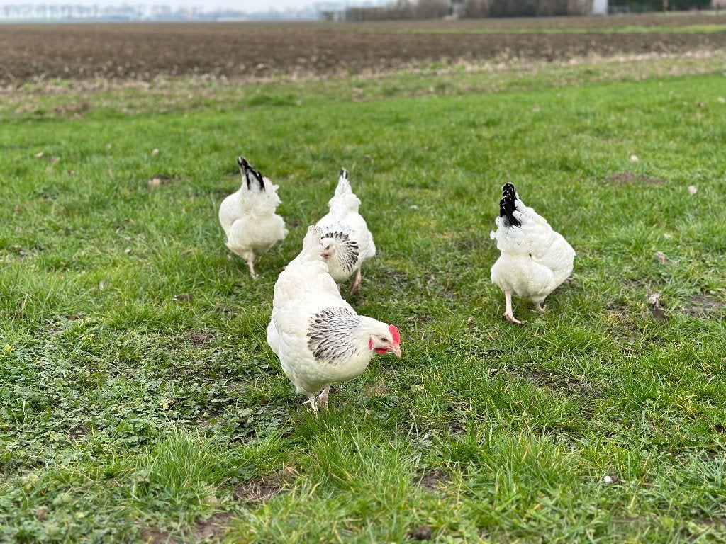 Jonge tamme Sussex kippen gesekst & ingeënt, Dieren en Toebehoren, Pluimvee, Vrouwelijk, Kip
