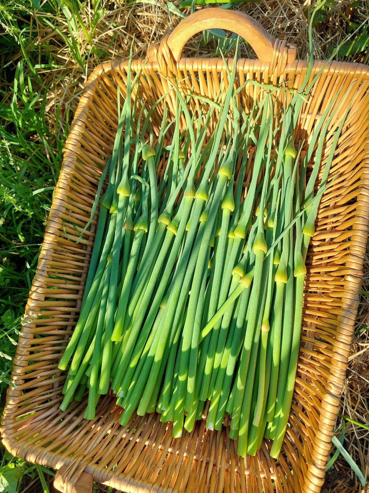 Oerprei plantjes, Ophalen, Minder dan 100 cm