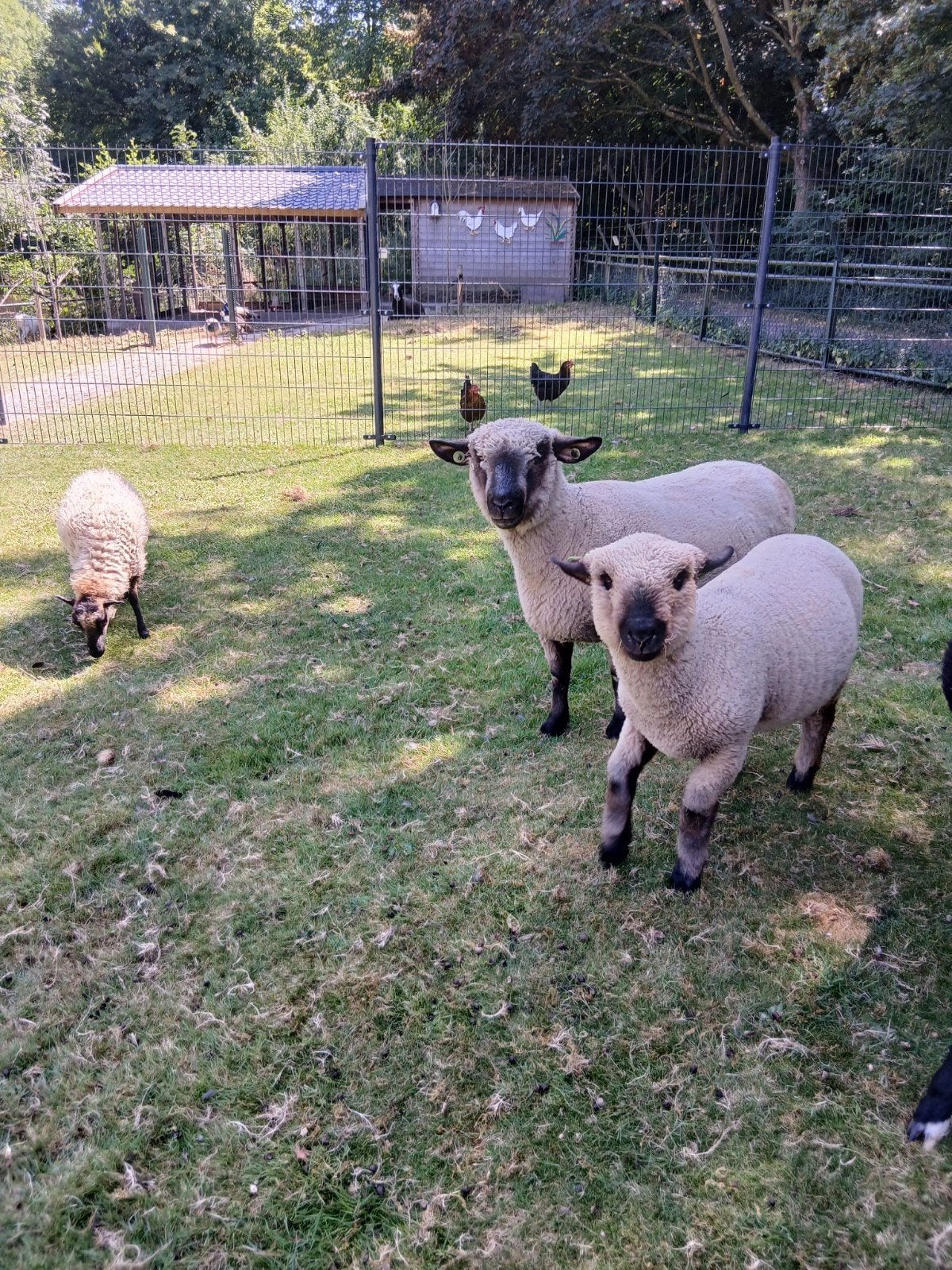 Hampshire Down schaap te koop, Dieren en Toebehoren, Vrouwelijk, Schaap, 0 tot 2 jaar