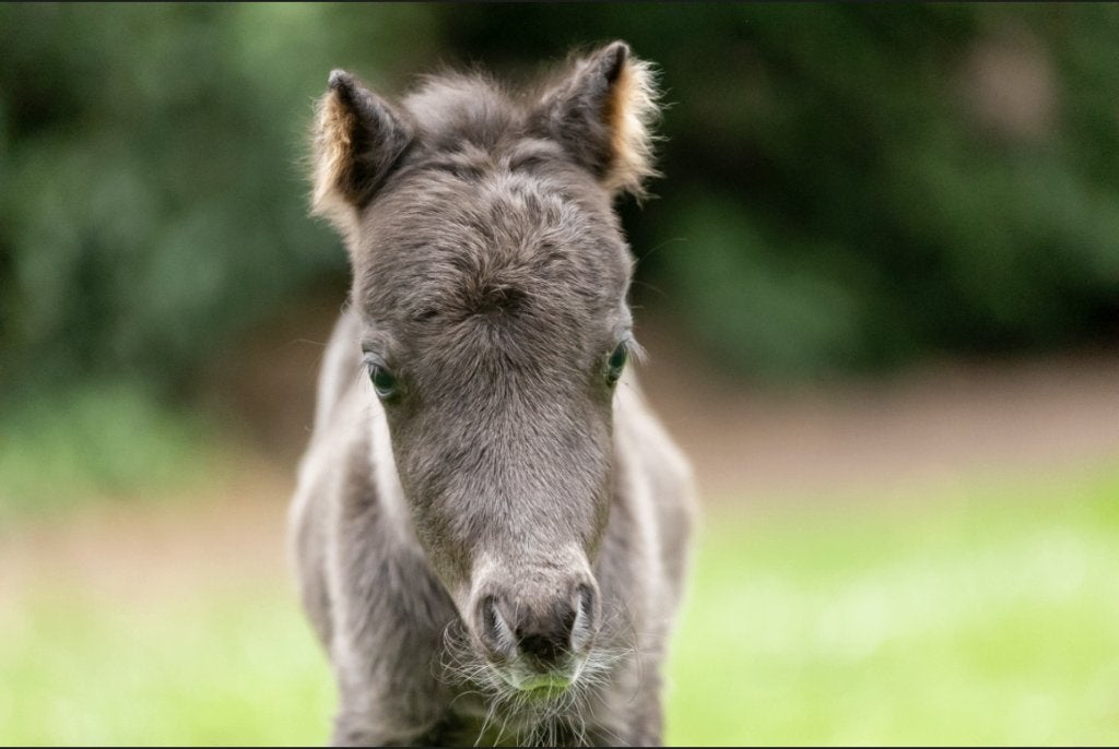 uitzonderlijk kleine paardjes, Merrie, A pony (tot 1.17m), Met stamboom, 0 tot 2 jaar
