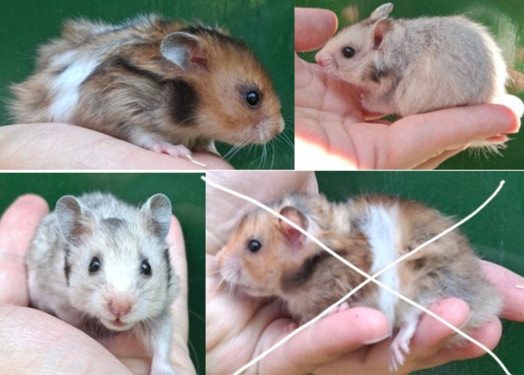 Kindvriendelyke goudhamster syrische hamster van hobbyfokker, Dieren en Toebehoren, Knaagdieren, Hamster, Juni, Mannelijk, Tam
