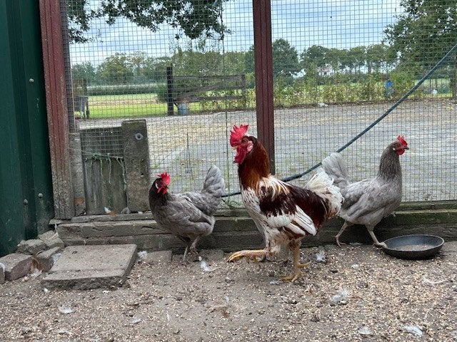 Haan en drie leghennen, Meerdere dieren, Kip