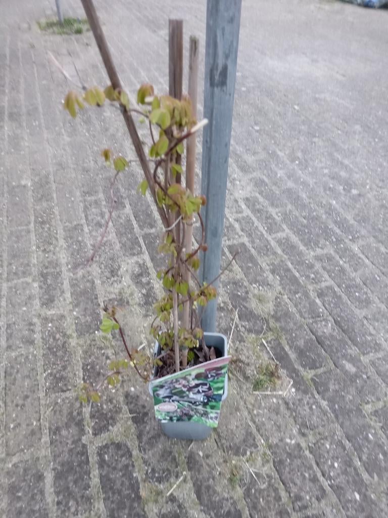 Klimplanten akebia, Ophalen of Verzenden, Overige soorten, Minder dan 100 cm