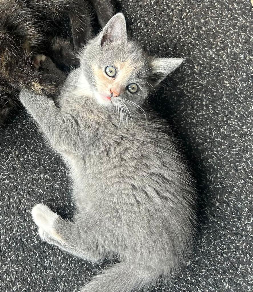 Grijze, driekleurig kitten 7 weken poesje, Poes