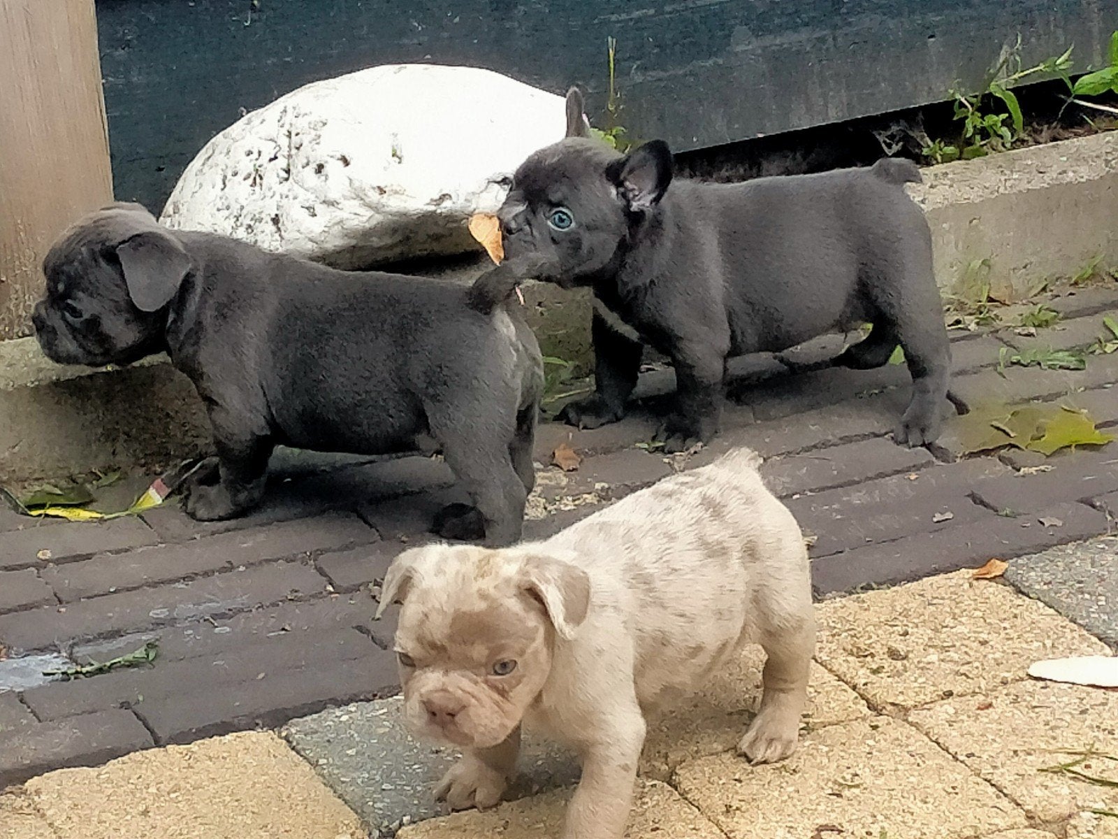 Franse bulldog pups, 8 tot 15 weken, Bulldog, Meerdere, Meerdere dieren