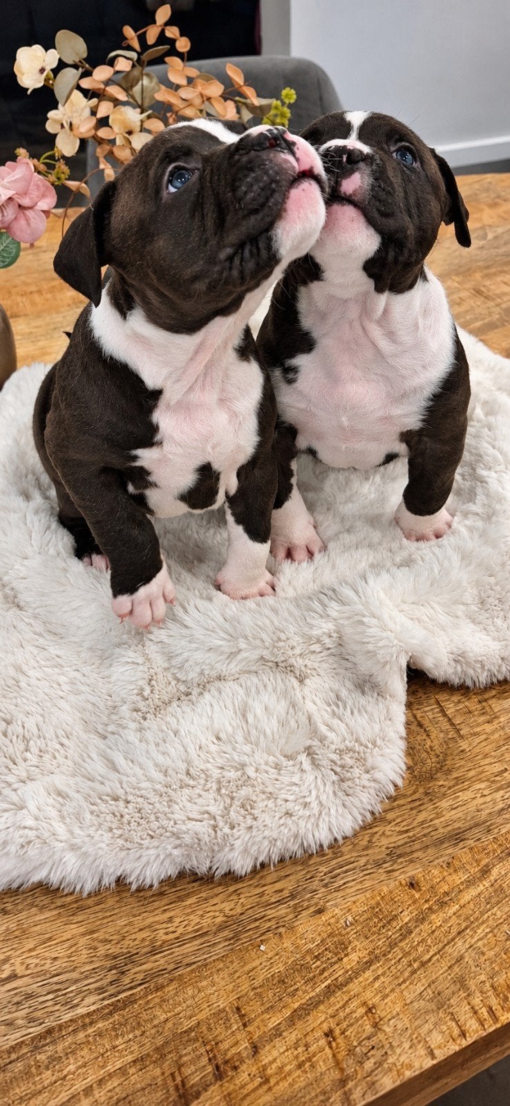 Amerikaanse Staffordshire Terrier-pups, Dieren en Toebehoren, België, Particulier, 8 tot 15 weken, American Staffordshire Terriër