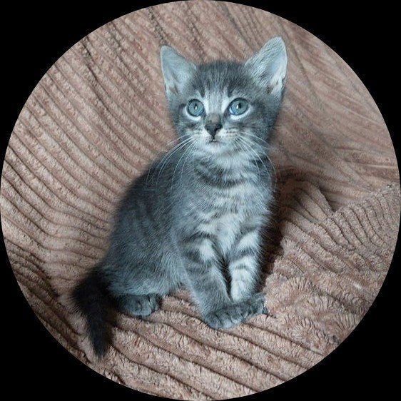 Kittens kruising Noorse Boskat/ Britse en Europese korthaar, Dieren en Toebehoren, Meerdere dieren, Ontwormd, 0 tot 2 jaar