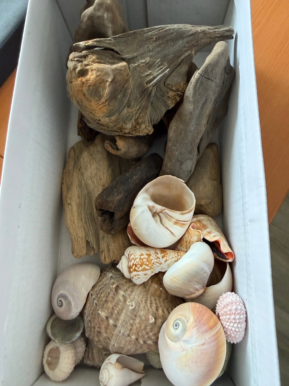 Natuurlijke ornamenten: schelpen en hout voor airplants, Ophalen, Gebruikt, Meerkleurig, Natuurlijk materiaal