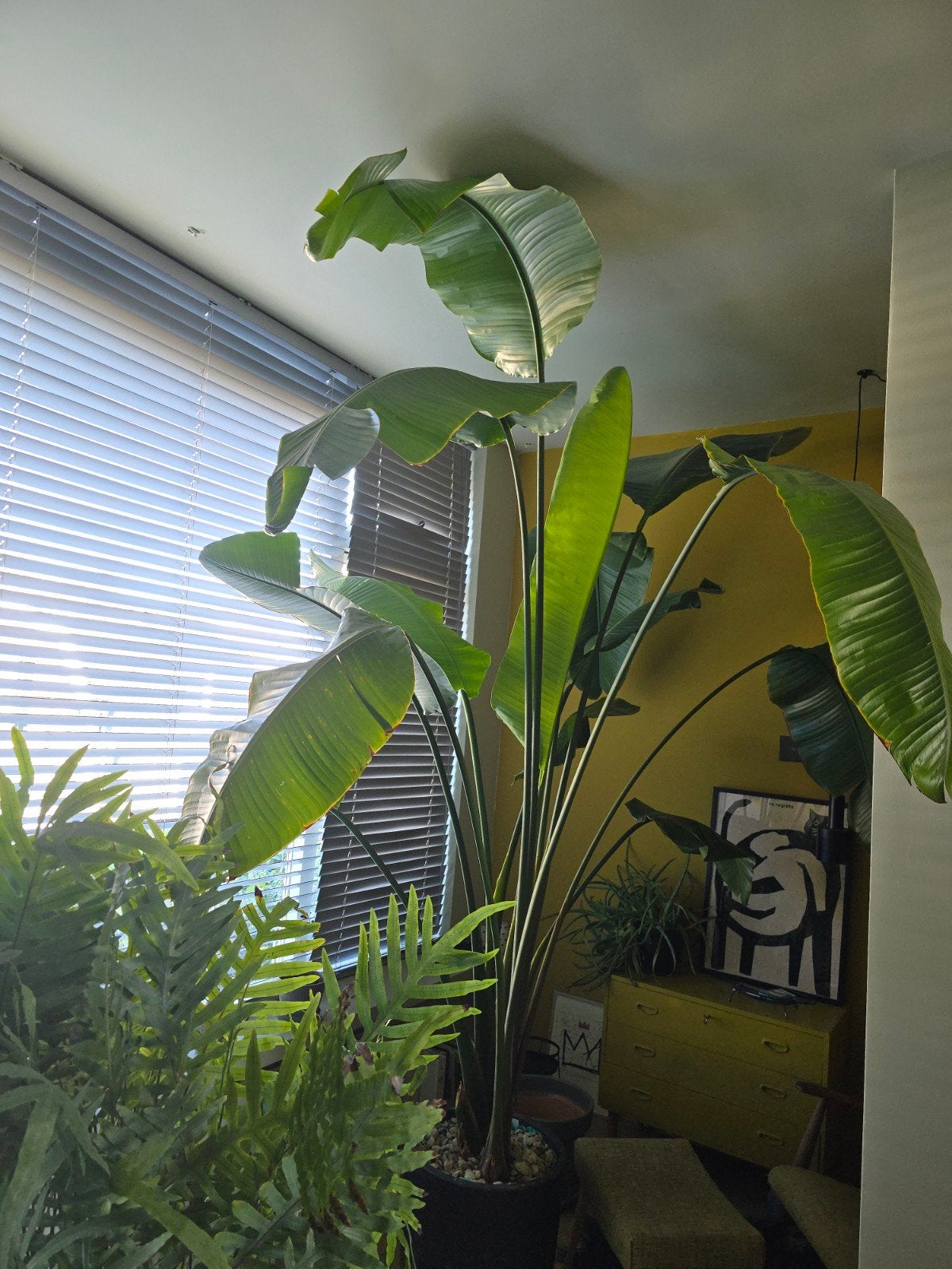 Grote Strelitzia, Huis en Inrichting, Ophalen, 200 cm of meer, Overige soorten, Halfschaduw