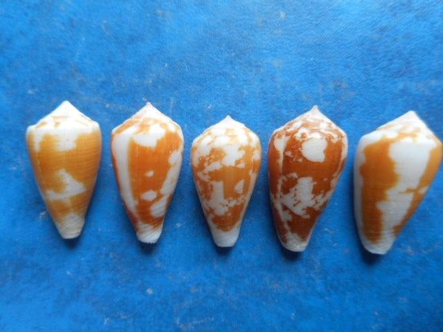 Schelpen: Conus robini Limpalaer & Monnier f++g 17-23mm, Verzenden, Schelp(en)
