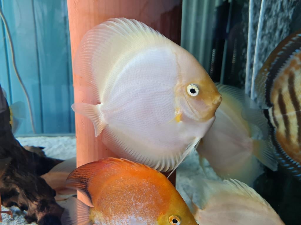 Snow White Discus, Symphysodon Discus, Vis, Zoetwatervis