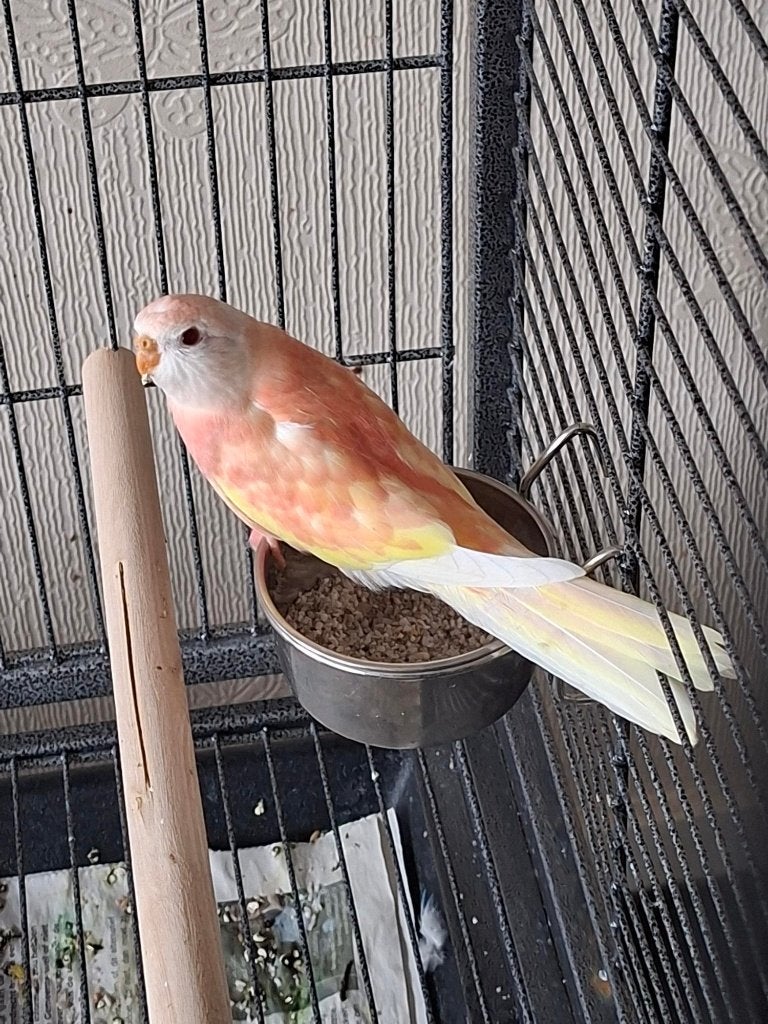 Bourke opaline ino  pop, Dieren en Toebehoren, Vogels | Parkieten en Papegaaien, Vrouwelijk, Parkiet, Geringd