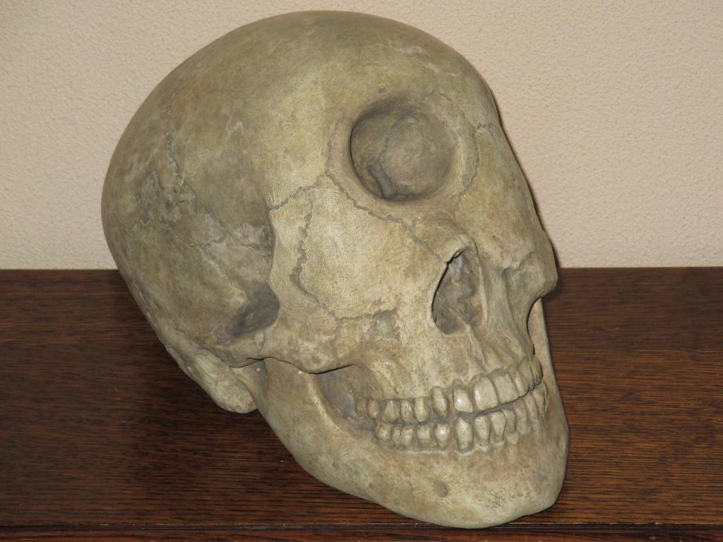 REPLICA Cycloop Schedel éénoog Skull realistisch HANDGEMAAKT, Ophalen of Verzenden, Nieuw, Overige soorten, Schedel