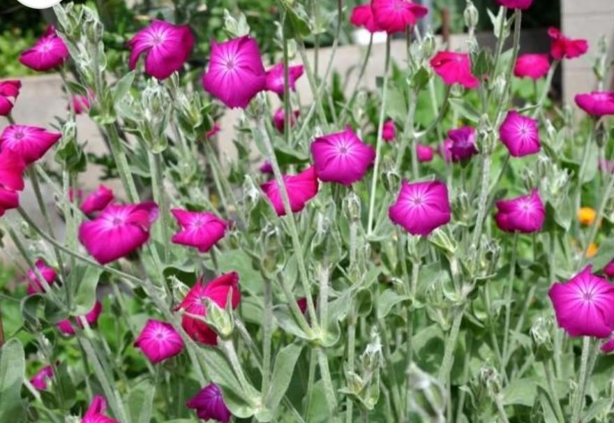 Prikneus lychnis corionaria, Tuin en Terras, Ophalen, Overige soorten, Volle zon