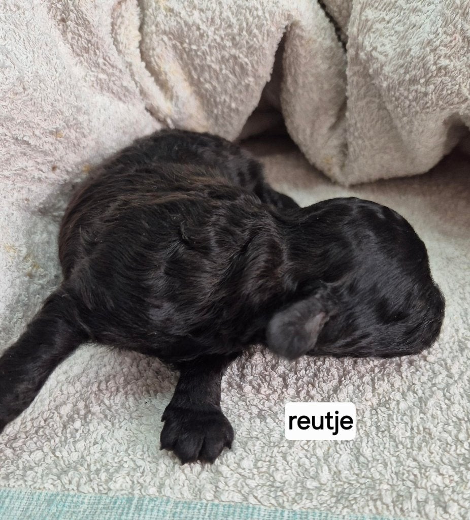 Schitterende dwerg poedel pups, Poedel, Parvo, 8 tot 15 weken, Meerdere