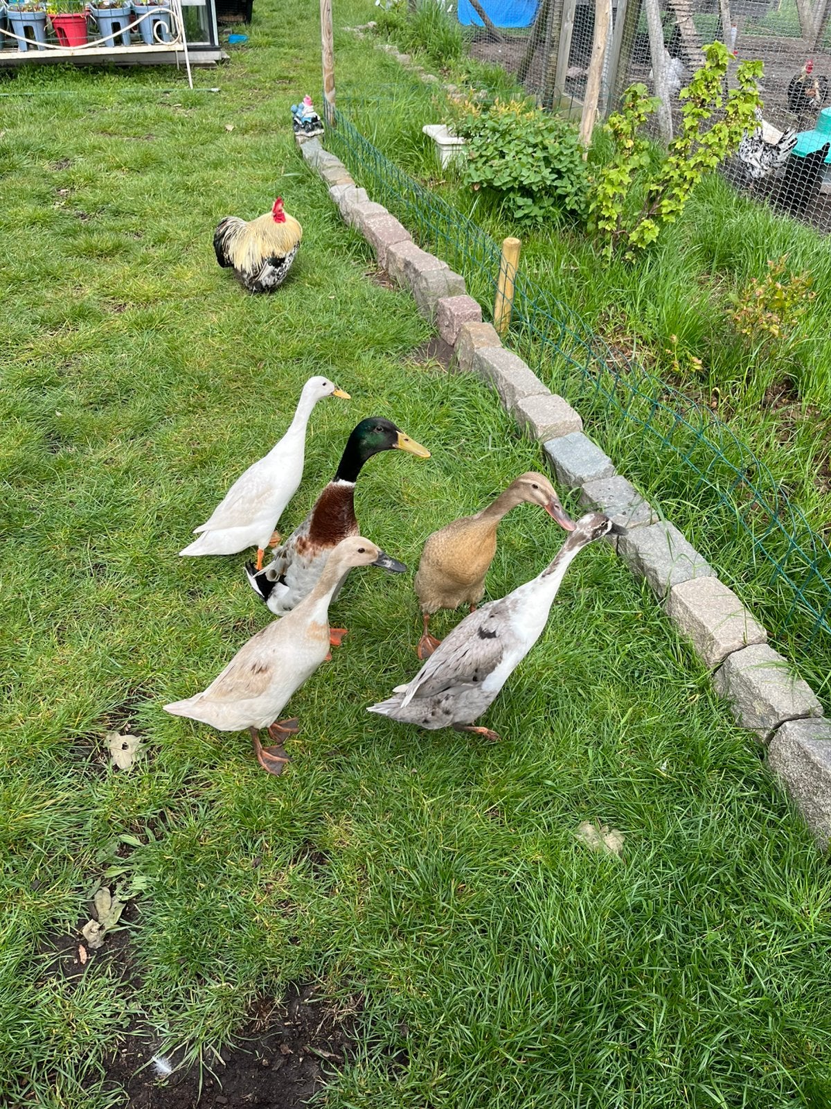 Broedeieren van raszuivere indische Loopeend, Dieren en Toebehoren, Pluimvee, Geslacht onbekend, Eend