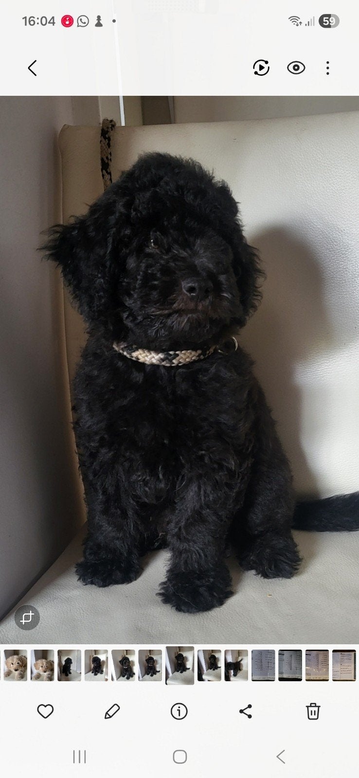 Doodle F2  zwart nog 2 pups beschikbaar, 8 tot 15 weken, Meerdere, Meerdere dieren, Middel