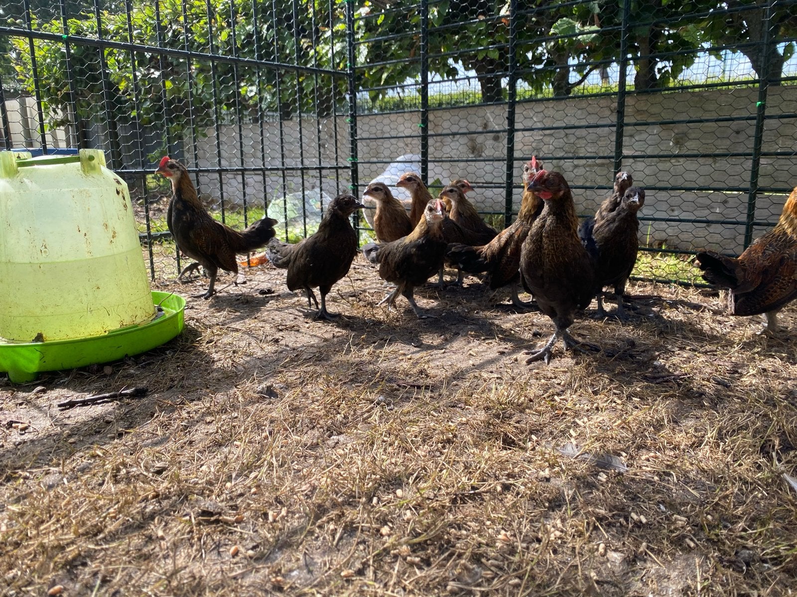 Krielkippen kuikens, Dieren en Toebehoren, Pluimvee