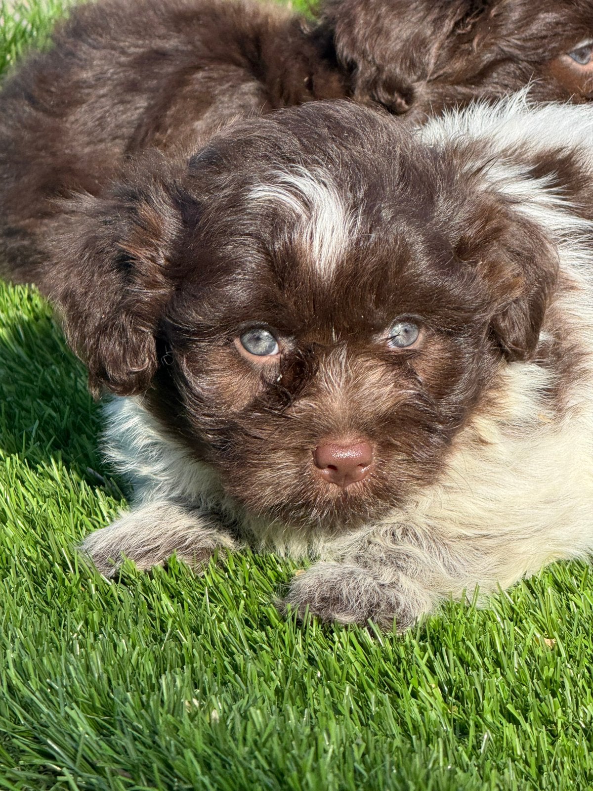 Maltipoo shihpoo poedel maltezer shih tzu pups, Nederland, Parvo, Overige rassen, 8 tot 15 weken