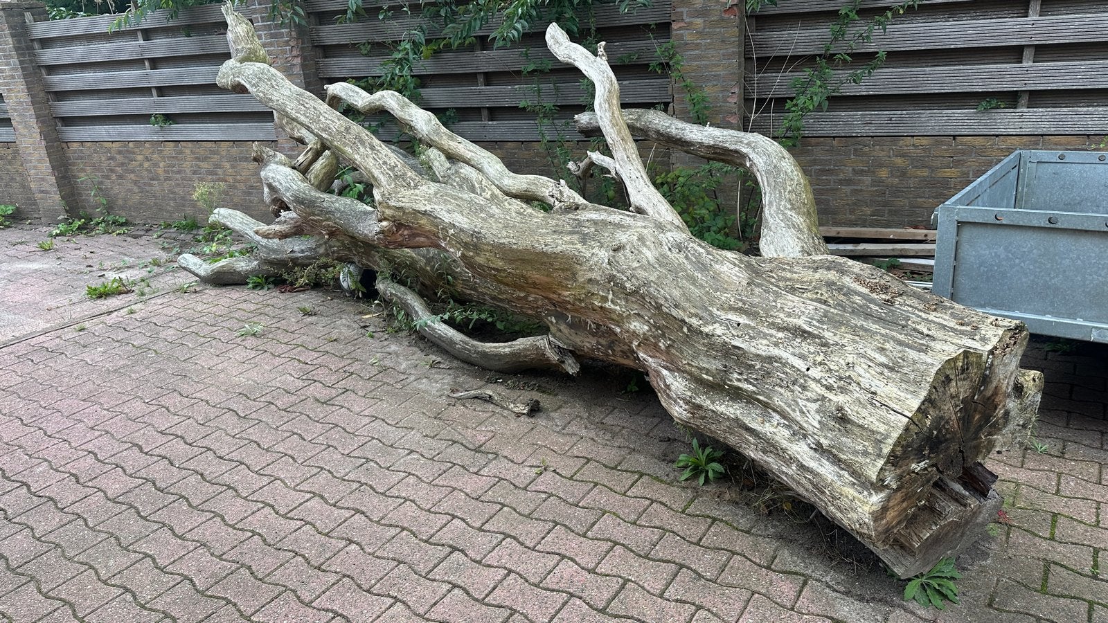 Grote boomstammen en takken, ideaal voor decoratie of brandh, 6 m³ of meer, Ophalen of Verzenden, Overige houtsoorten, Stammen