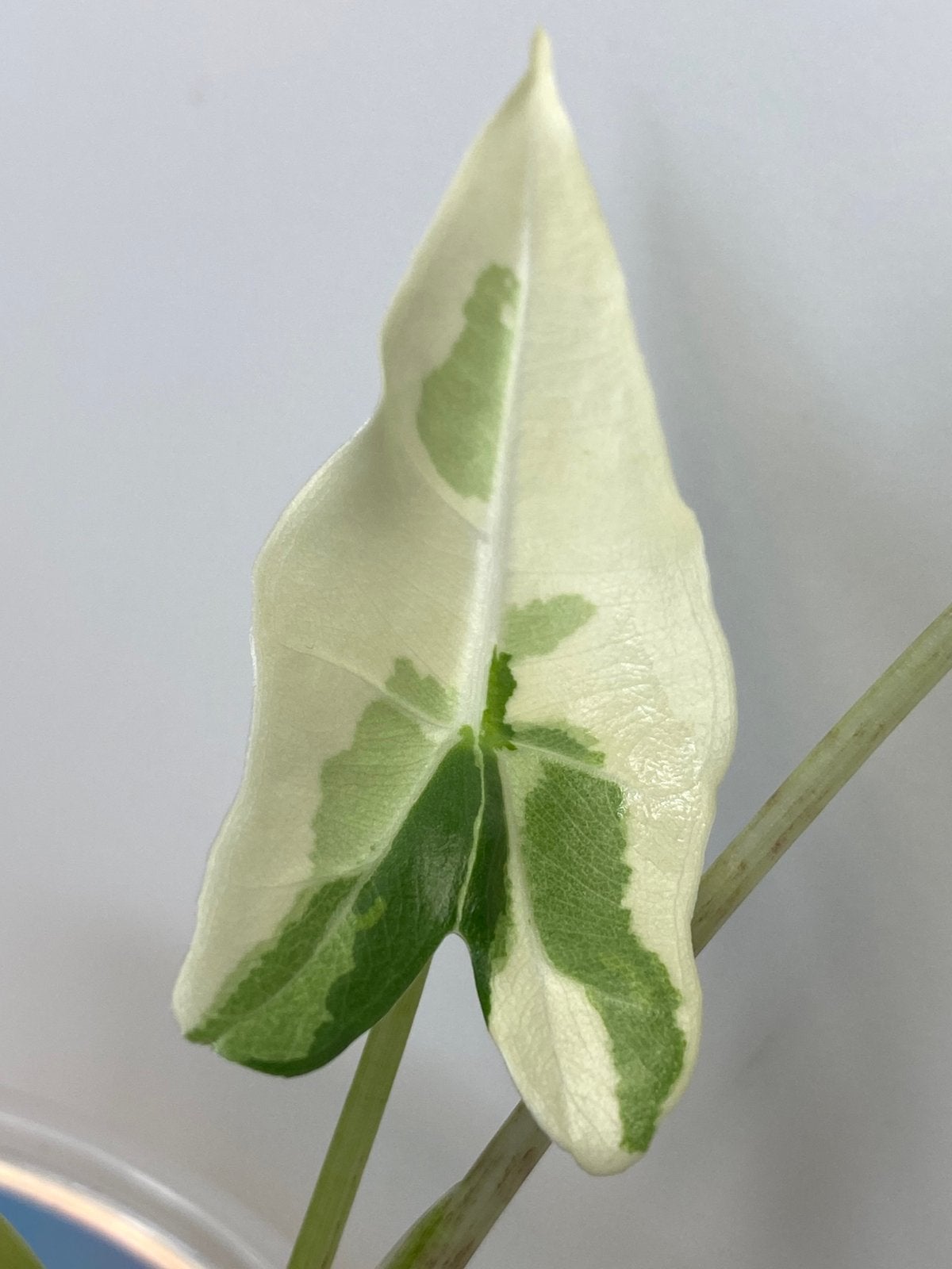 Alocasia Sarian Albo Variegata, Ophalen of Verzenden, Halfschaduw, Minder dan 100 cm