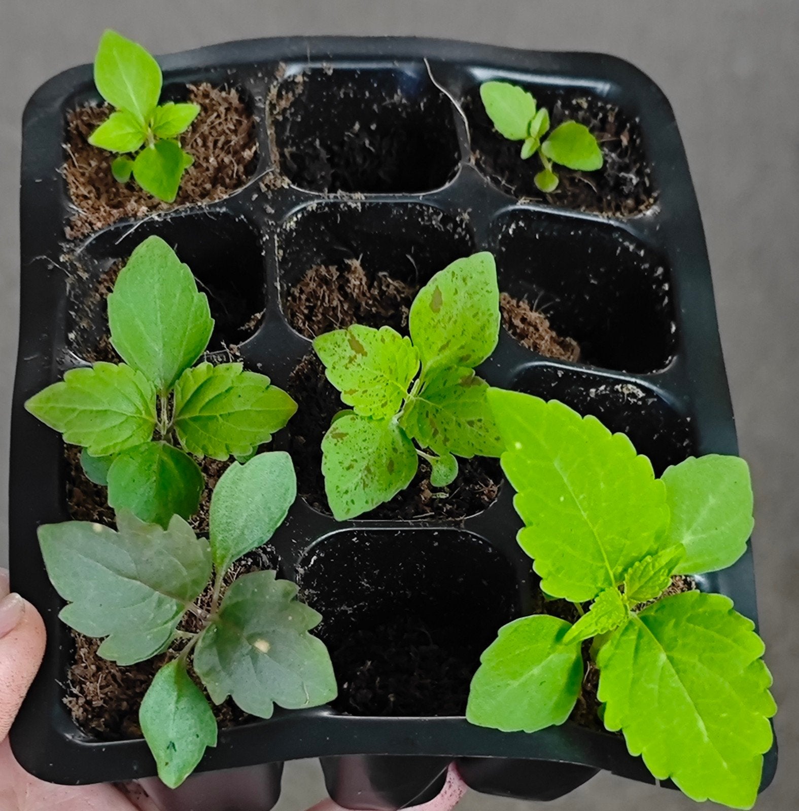 Gratis Coleus Siernetel Zaailingen, Ophalen, Overige soorten, Volle zon