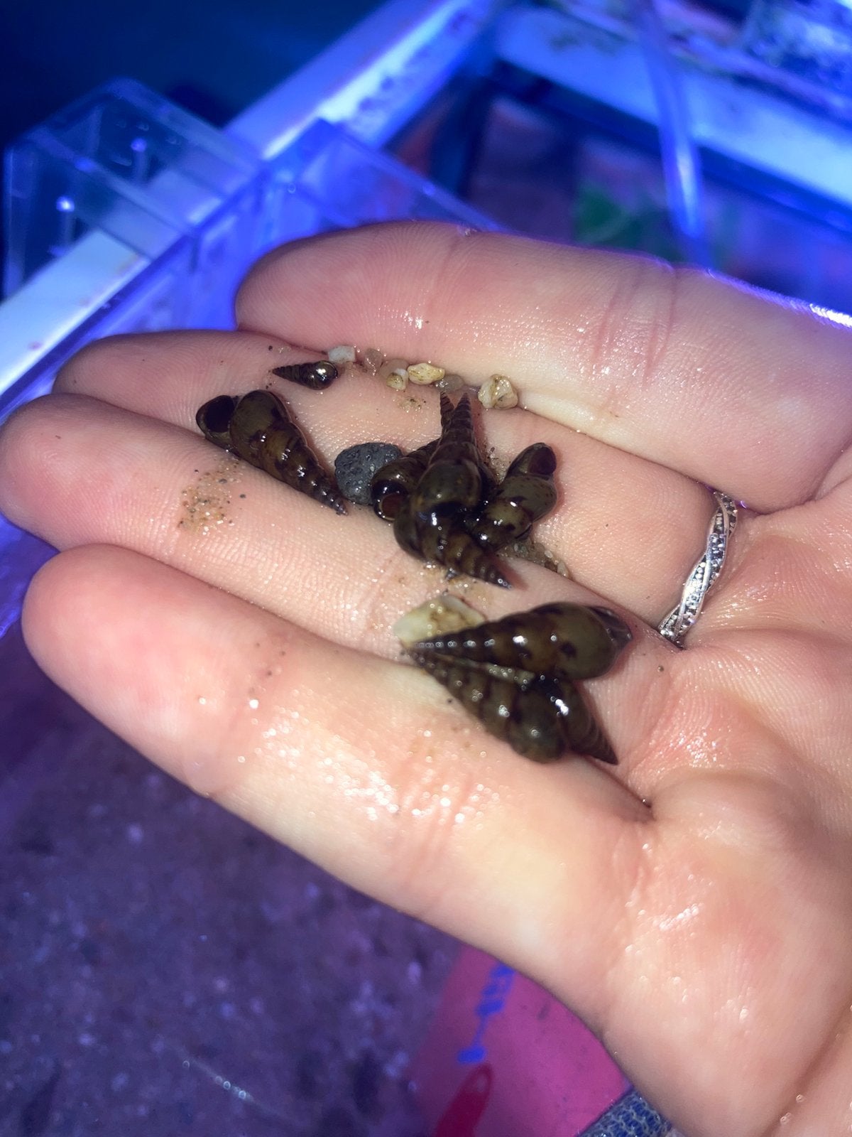 Aquarium slakken, Dieren en Toebehoren, Slak of Weekdier, Zoetwatervis