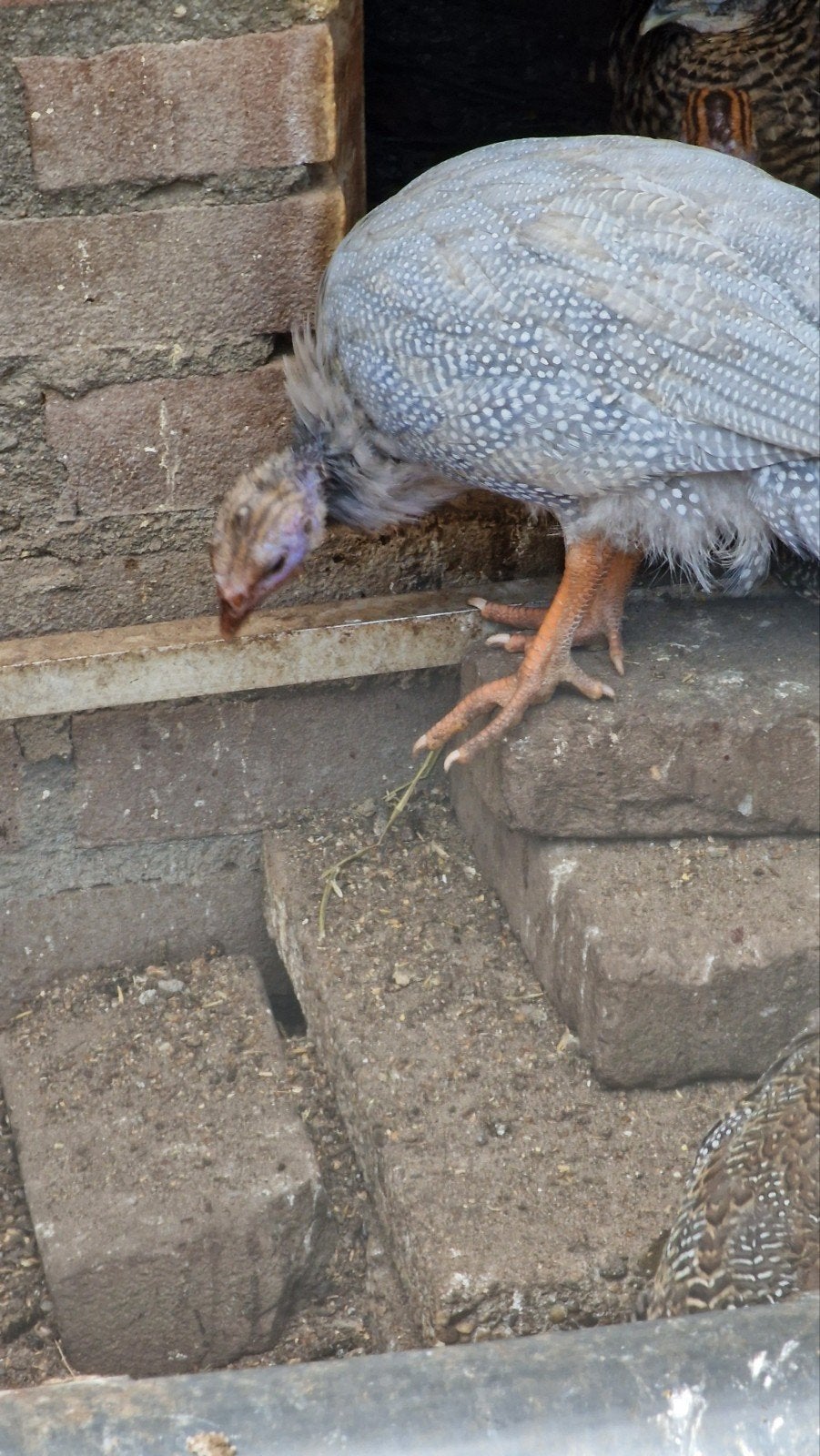 Parelhoenders bijna volgroeid, Dieren en Toebehoren, Meerdere dieren, Eend