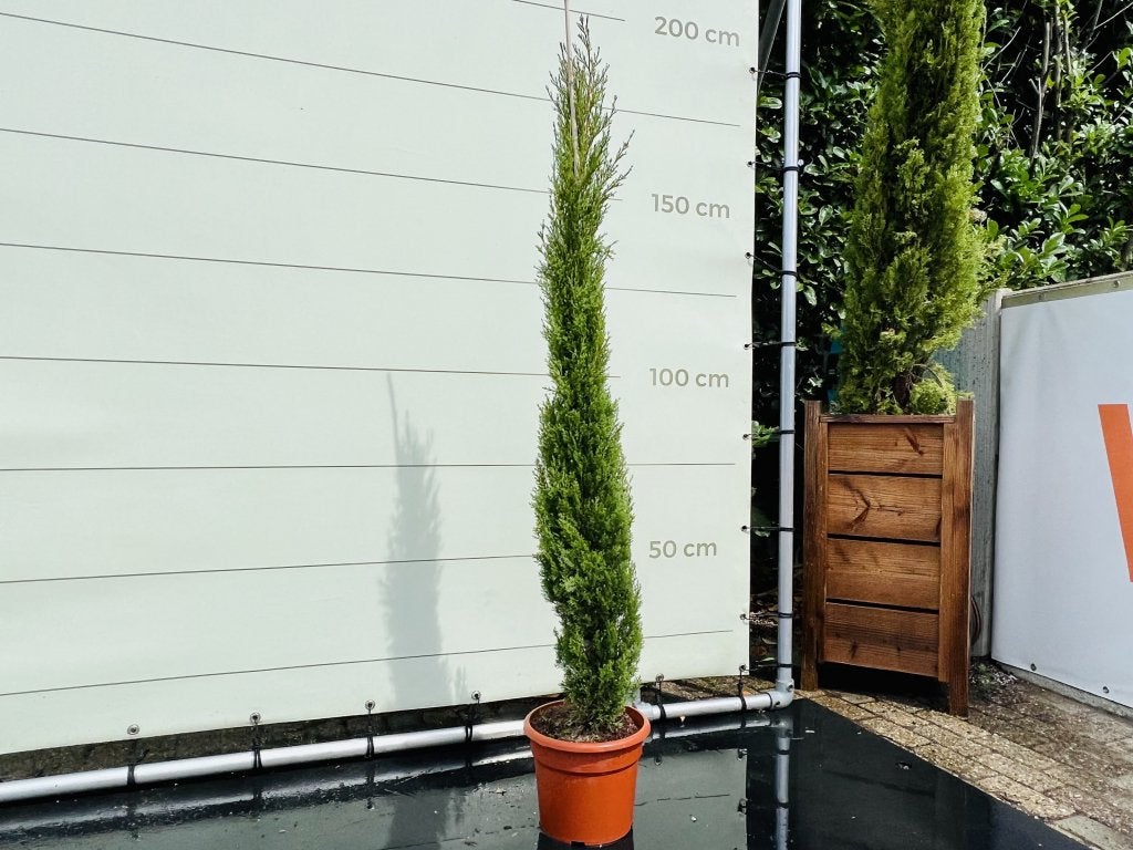 Italiaanse Cipres Totem - hoogte 150-175 cm, Tuin en Terras, In pot, Halfschaduw, Ophalen of Verzenden, Lente