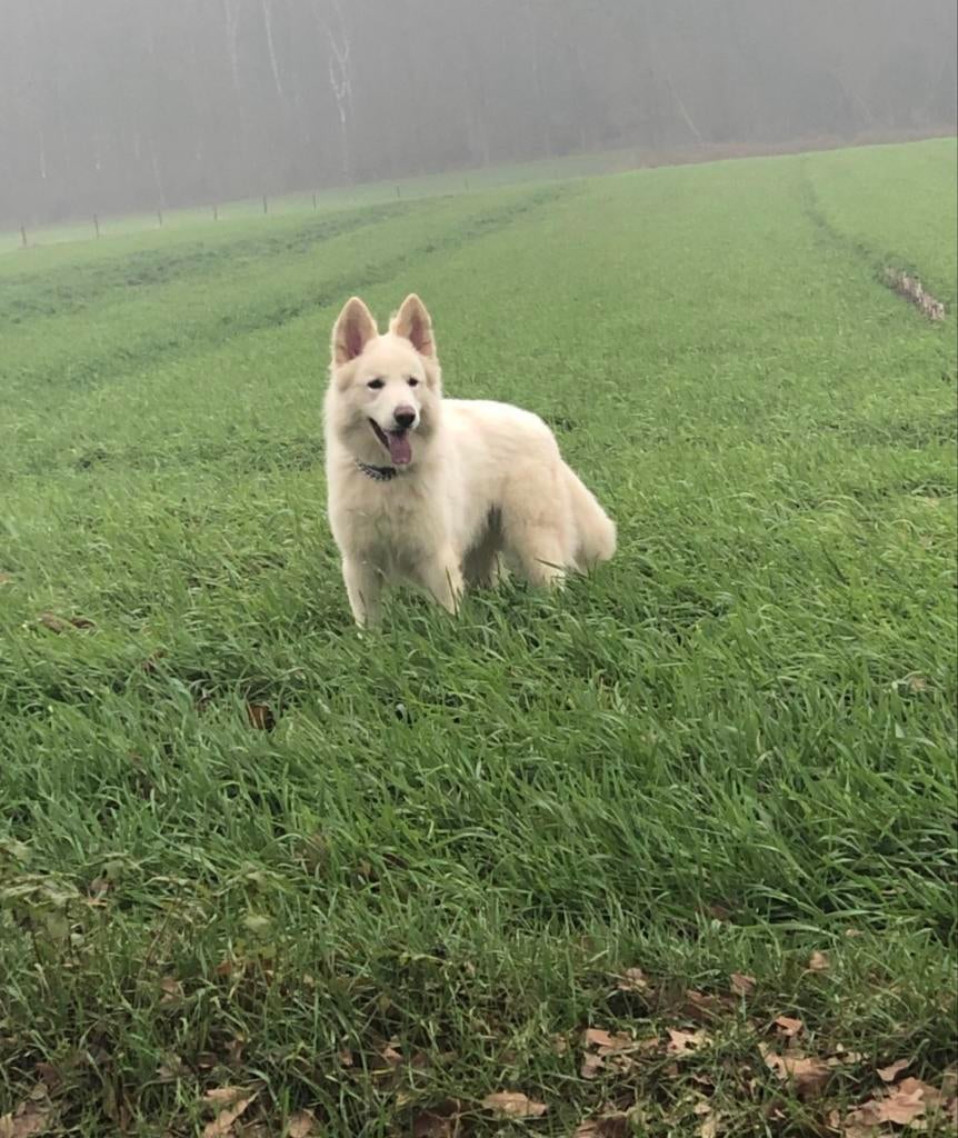 “Langstokhaar Witte Herder reu beschikbaar voor dekking, 6 jaar of ouder, Reu, CDV (hondenziekte), Eén hond