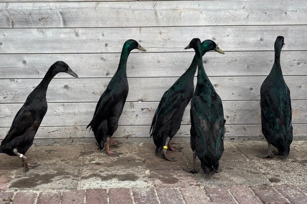Indische Loopeend broedeieren in de kleurgroep zwart, Dieren en Toebehoren, Pluimvee, Geslacht onbekend, Eend