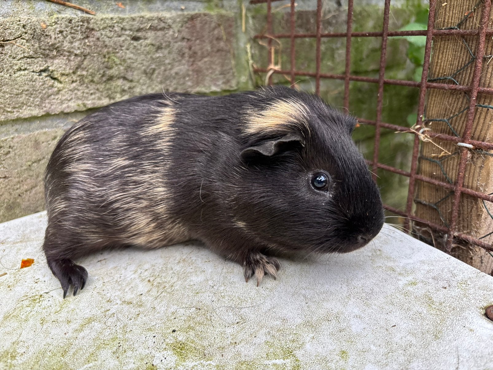 Zwart-creme cavia beertje, Dieren en Toebehoren, Knaagdieren, Januari, Mannelijk, Cavia