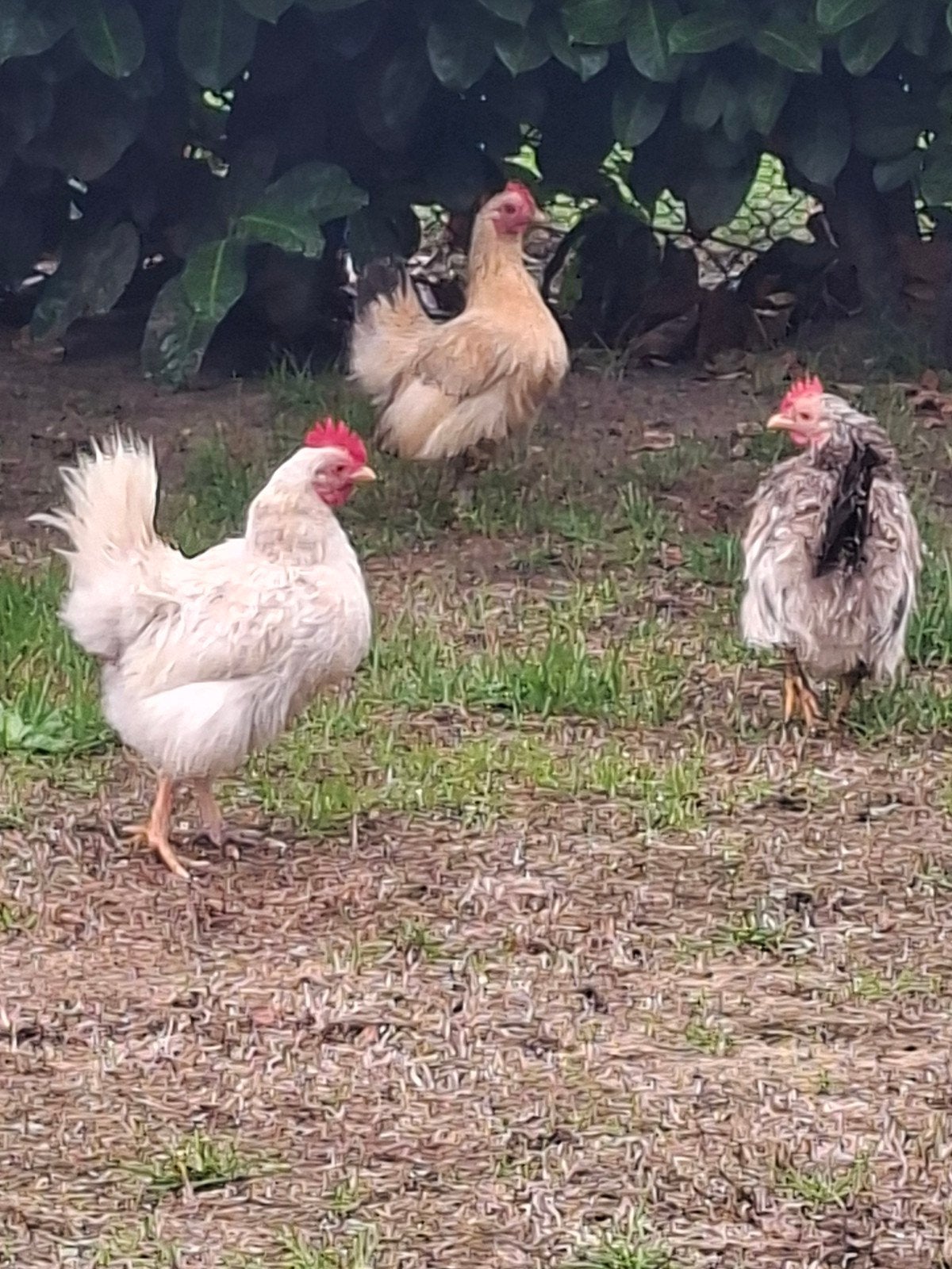 3 leuke serama zijdeveer hennen, Dieren en Toebehoren, Vrouwelijk, Kip