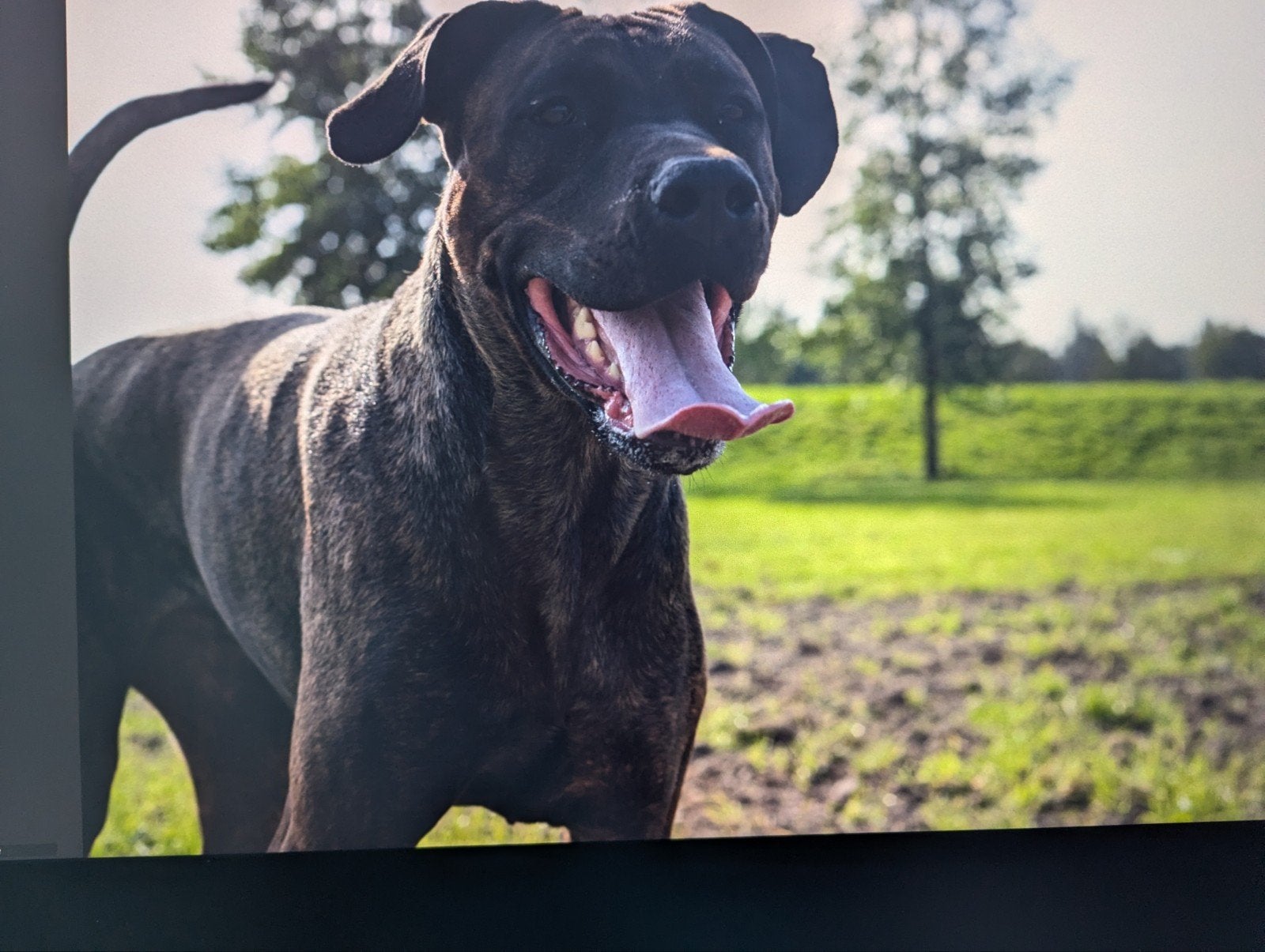 werklijn dekreu gezocht ! B.v. mechelaar/ Hollandse herder, Dieren en Toebehoren, Teef, Eén hond, 3 tot 5 jaar, Herder