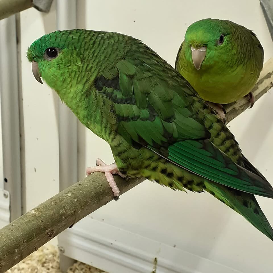Catharina parkieten, Meerdere dieren, Parkiet