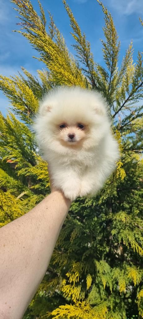 Pomeriaan pup, Keeshond, 8 tot 15 weken, Meerdere dieren, Eén hond