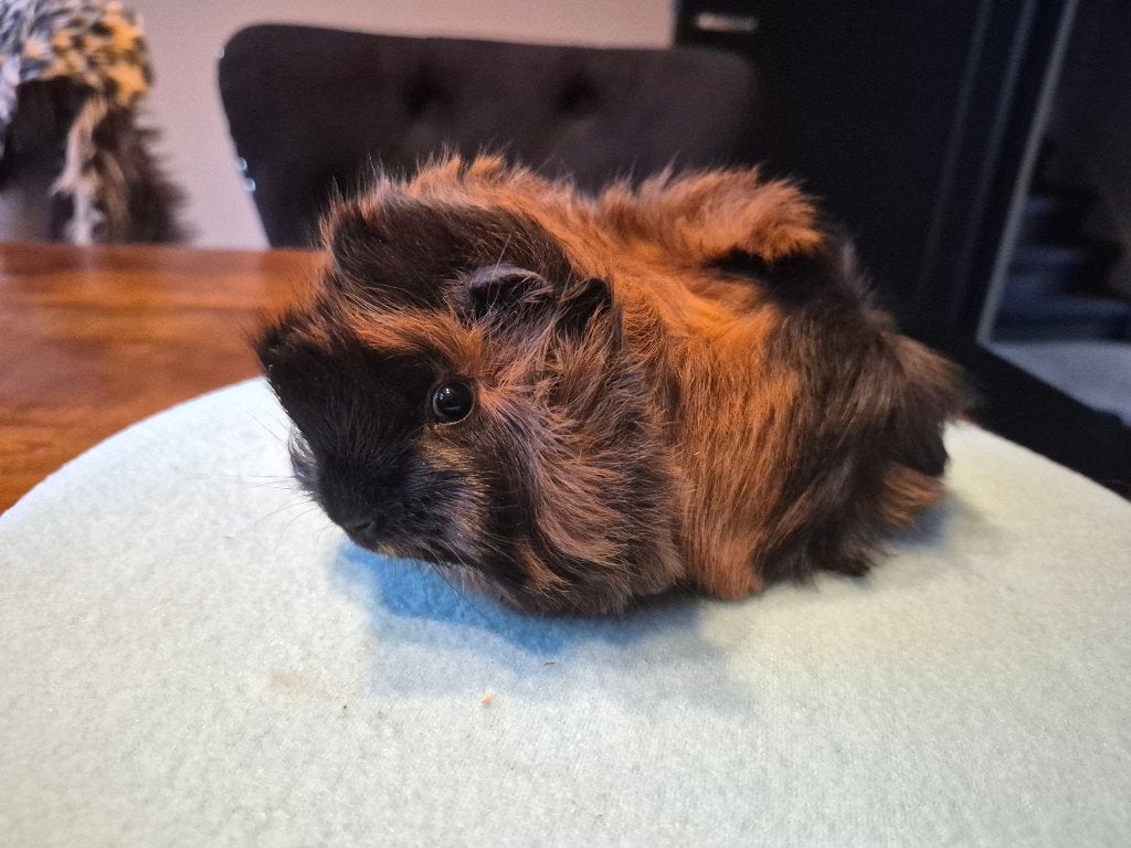 Cavia baby zachte langhaar peruviaan broertjes🩵, Dieren en Toebehoren, September, Mannelijk, Cavia