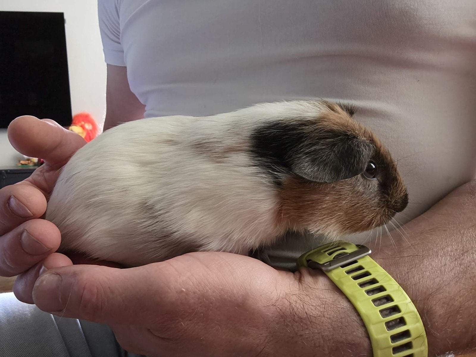 Kavias, Dieren en Toebehoren, Knaagdieren, April, Meerdere dieren, Cavia