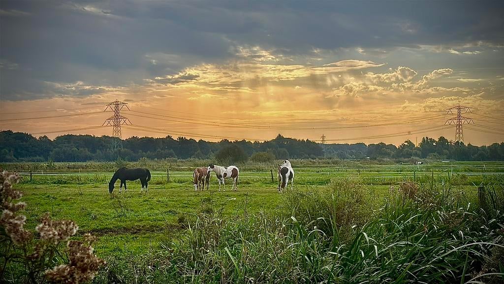 Stal vrij prive stal diemen, Dieren en Toebehoren, Stalling, 1 paard of pony