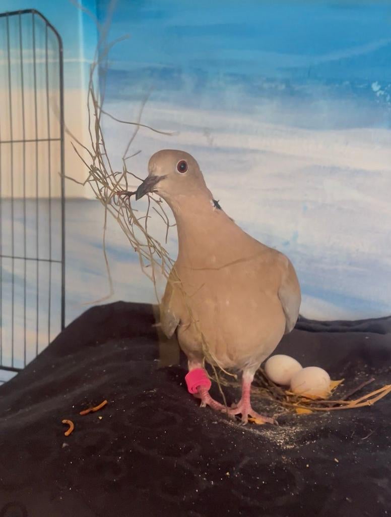 VERMIST IN HENGELO Turkse tortelduif