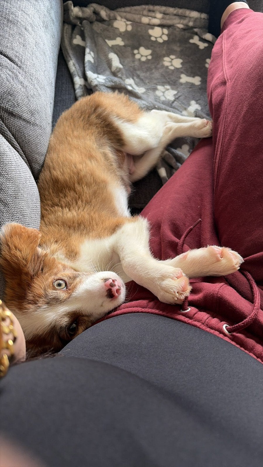hondje van half jaar te koop. middel groot., Particulier, 15 weken tot 1 jaar, Reu, Buitenland