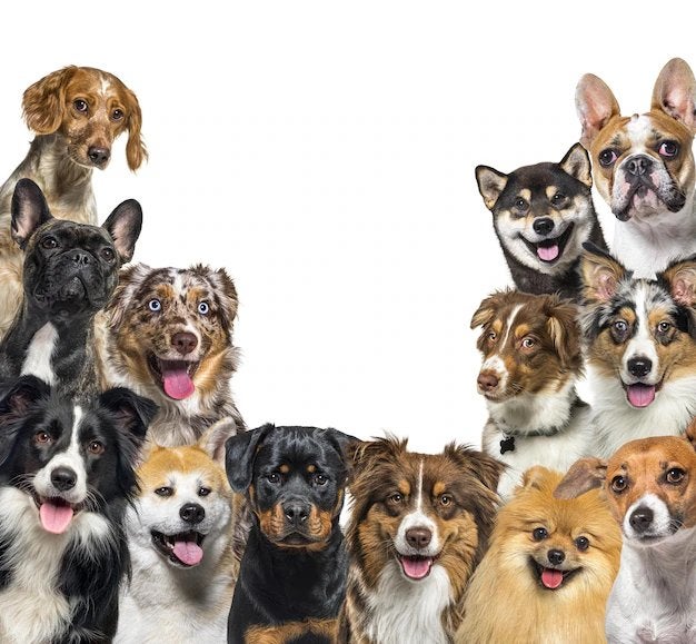 Hondenoppas honden oppas hondenopvang honden opvang, Diensten en Vakmensen, Dieren | Honden | Verzorging, Oppas en Les