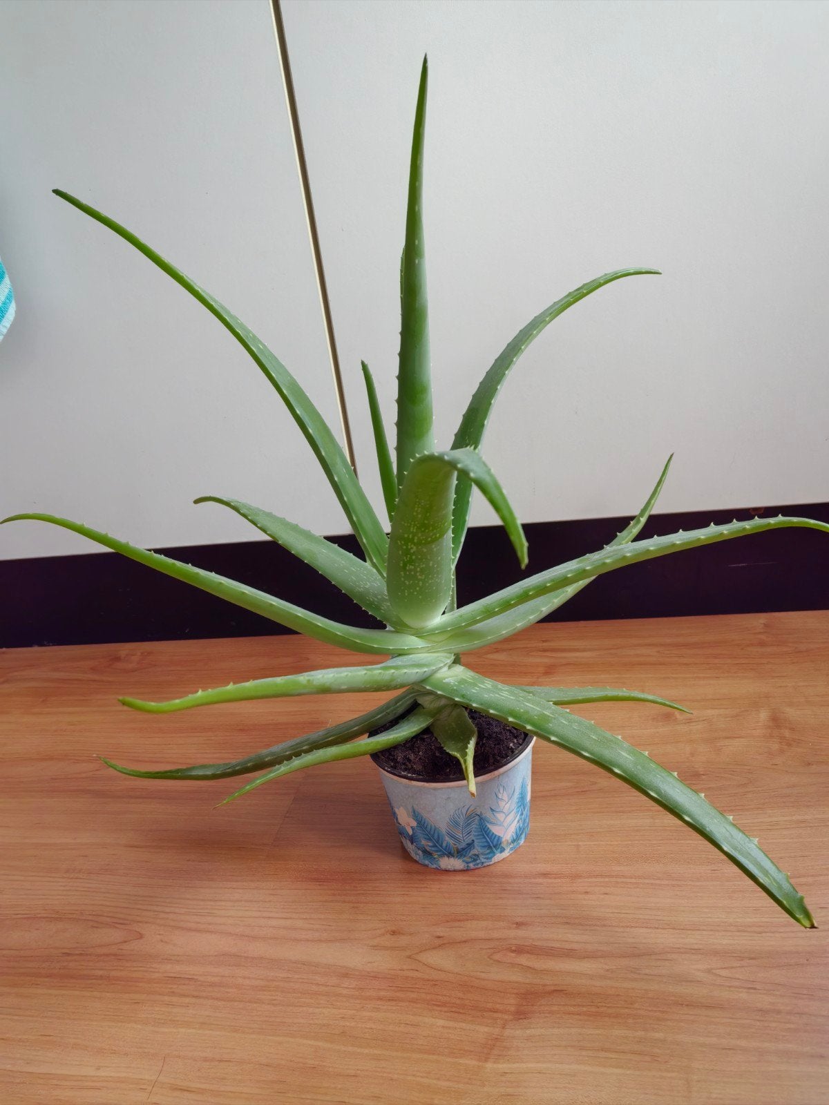 Plant Aloë vera, Ophalen, Vetplant, Halfschaduw, Minder dan 100 cm