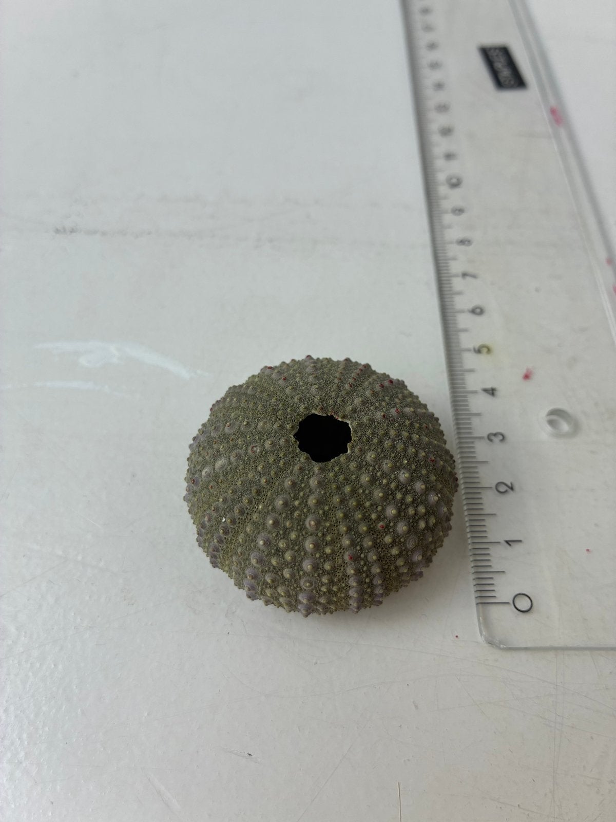 Mooie gedroogde schelp van een zee-egel, Ophalen of Verzenden, Gebruikt