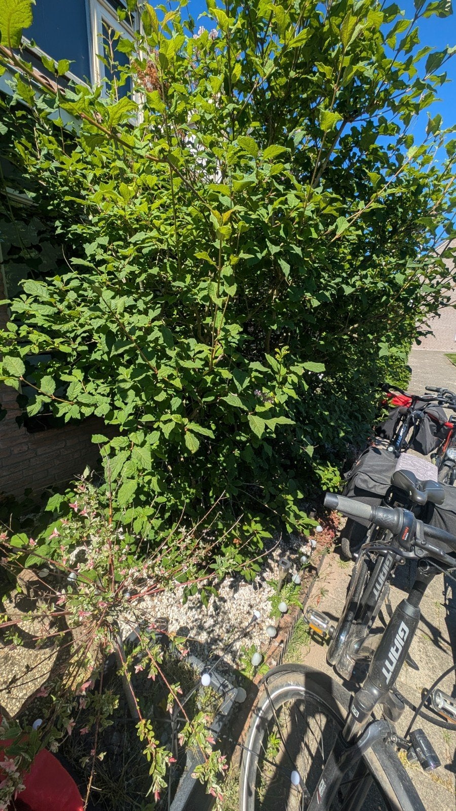 Seringen, Ophalen of Verzenden, Volle zon, Overige soorten, Minder dan 100 cm