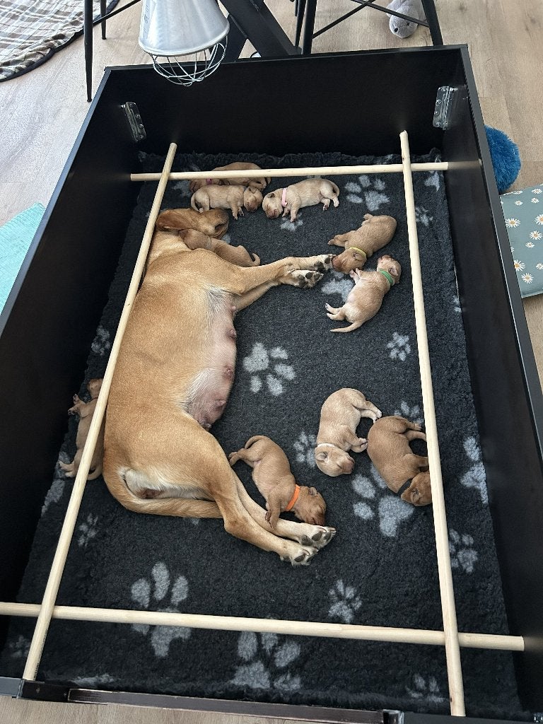 werpkist hond, Dieren en Toebehoren, Overige merken, Ophalen, Zo goed als nieuw, Werpkist