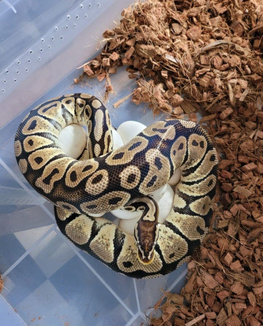 Python regius Ball Python - unknown for sale from Elvis